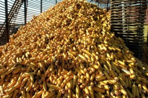 Україна істотно збільшила експорт кукурудзи